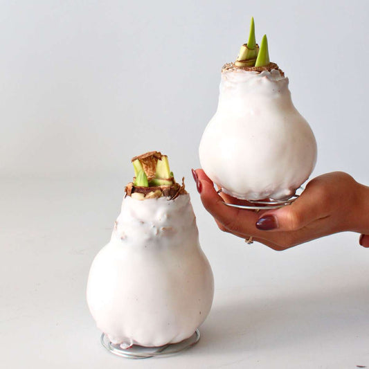 Amaryllis - Hippeastrum 'Wax White' - Flower Bulb - Red