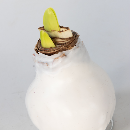 Amaryllis - Hippeastrum 'Wax White' - Flower Bulb - Red