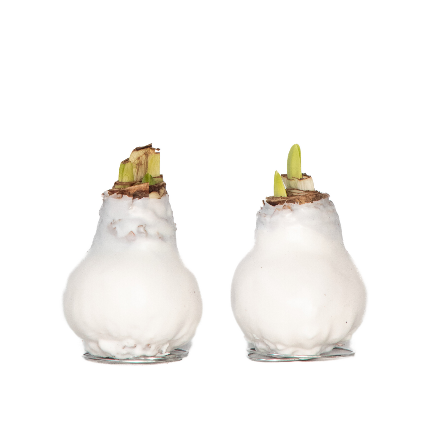 Amaryllis - Hippeastrum 'Wax White' - Flower Bulb - Red