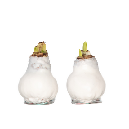 Amaryllis - Hippeastrum 'Wax White' - Flower Bulb - Red