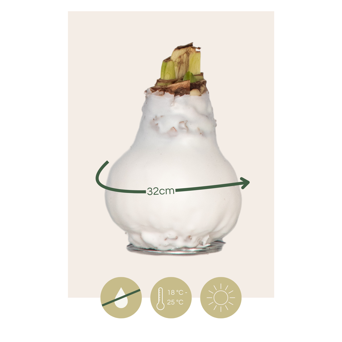 Amaryllis - Hippeastrum 'Wax White' - Flower Bulb - Red