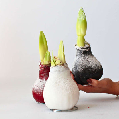 Amaryllis - hippeastrum 'Wax Snow Black' - Flower Bulb - Red