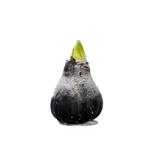 Amaryllis - hippeastrum 'Wax Snow Black' - Flower Bulb - Red