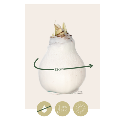 Amaryllis - Hippeastrum 'Wax Snow White' - Flower Bulb - Red