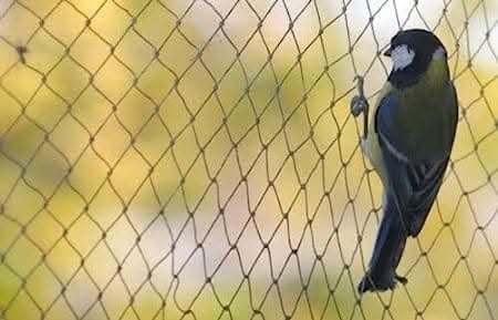 Garden Mile Pond Netting - 2m x 4m Fine Mesh Netting for Plants Garden Bird Protection