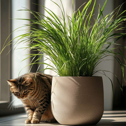 Cat Grass - 4 pcs. - Cyperus zumula - Height 30-40cm - ⌀12cm