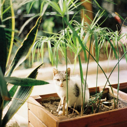 Umbrella plant - 2 pcs. - Cyperus alternifolius - Height 40-50cm - ⌀14cm