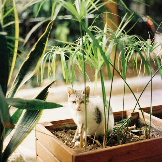 Umbrella plant - 2 pcs. - Cyperus alternifolius - Height 40-50cm - ⌀14cm