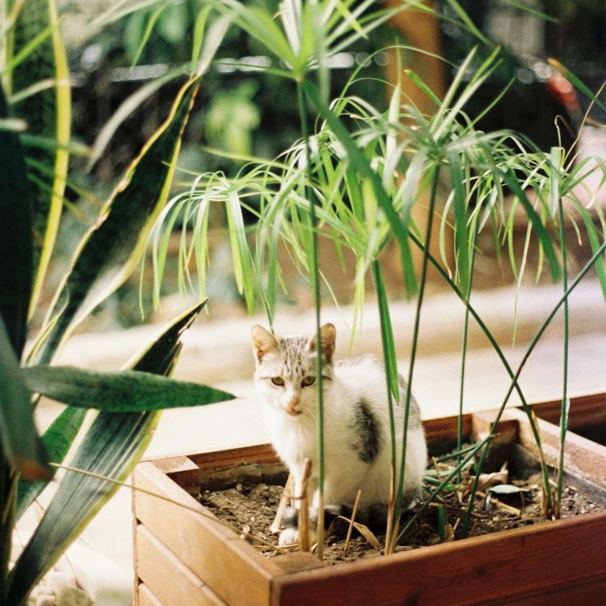 Umbrella plant - 4 pcs. - Cyperus alternifolius - Height 40-50cm - ⌀14cm