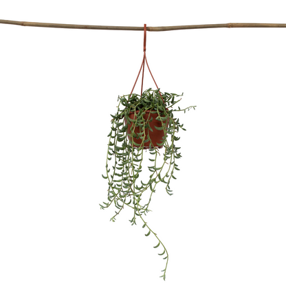 String of Bananas - Senecio radicans - Height 10-20cm - ⌀12cm