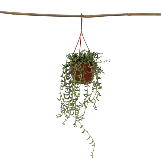 String of Bananas - Senecio radicans - Height 10-20cm - ⌀12cm