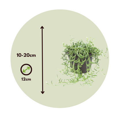 String of Bananas - 2 pcs. - Senecio radicans - Height 10-20cm - ⌀12cm