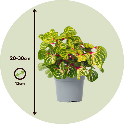 Bloodleaf plant - 2 pcs. - Iresine herbstii - Height 20-30cm - ⌀13cm