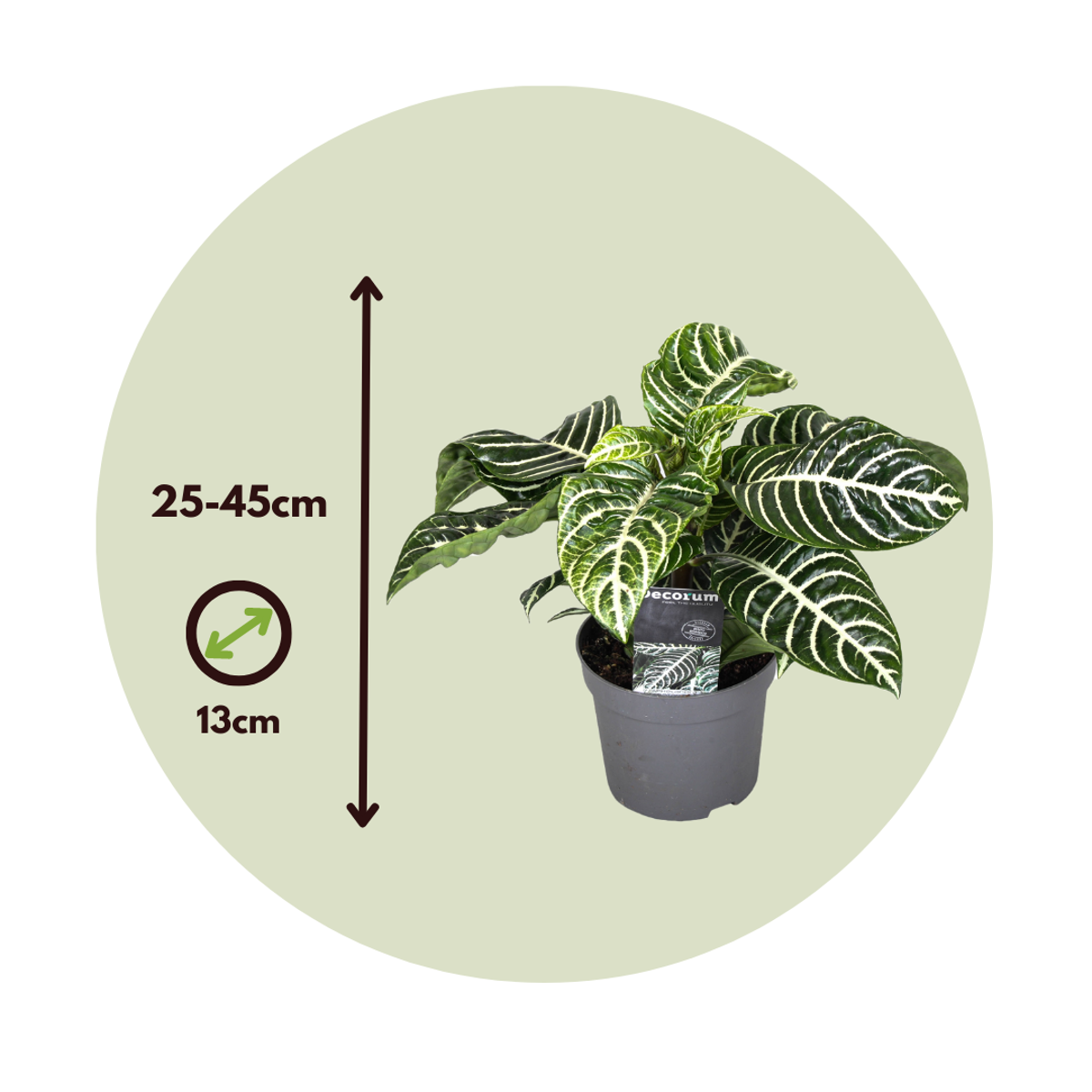 Zebra Plant - Aphelandra squarrosa 'Botanica' - Height 25-45cm - ⌀13cm