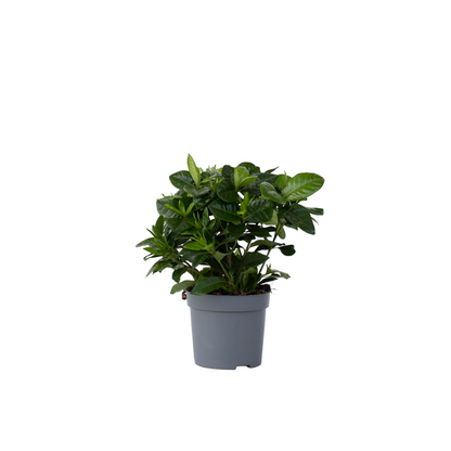 Cape Jasmine - Gardenia jasminoides - Height 20-30cm - ⌀13cm