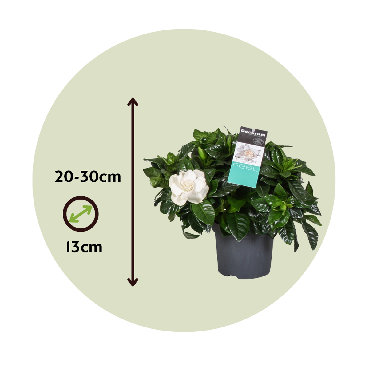 Cape Jasmine - Gardenia jasminoides - Height 20-30cm - ⌀13cm