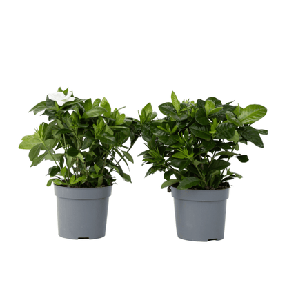 Cape Jasmine - 2 pcs. - Gardenia jasminoides - Height 20-30cm - ⌀13cm