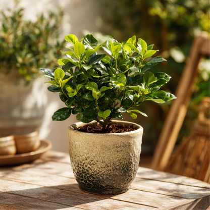 Cape Jasmine - 4 pcs. - Gardenia jasminoides - Height 20-30cm - ⌀13cm