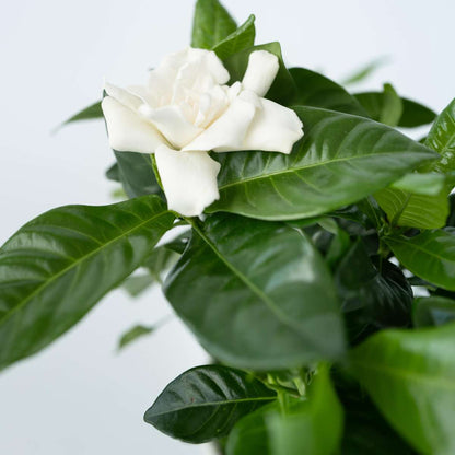 Cape Jasmine - 4 pcs. - Gardenia jasminoides - Height 20-30cm - ⌀13cm