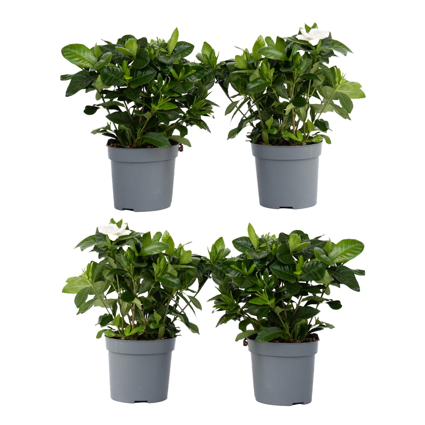 Cape Jasmine - 4 pcs. - Gardenia jasminoides - Height 20-30cm - ⌀13cm