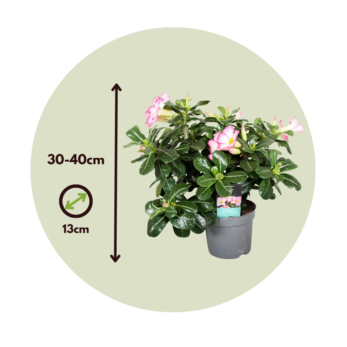 Desert rose - Adenium obesum 'Pink Star' - Height 30-45cm - ⌀13cm