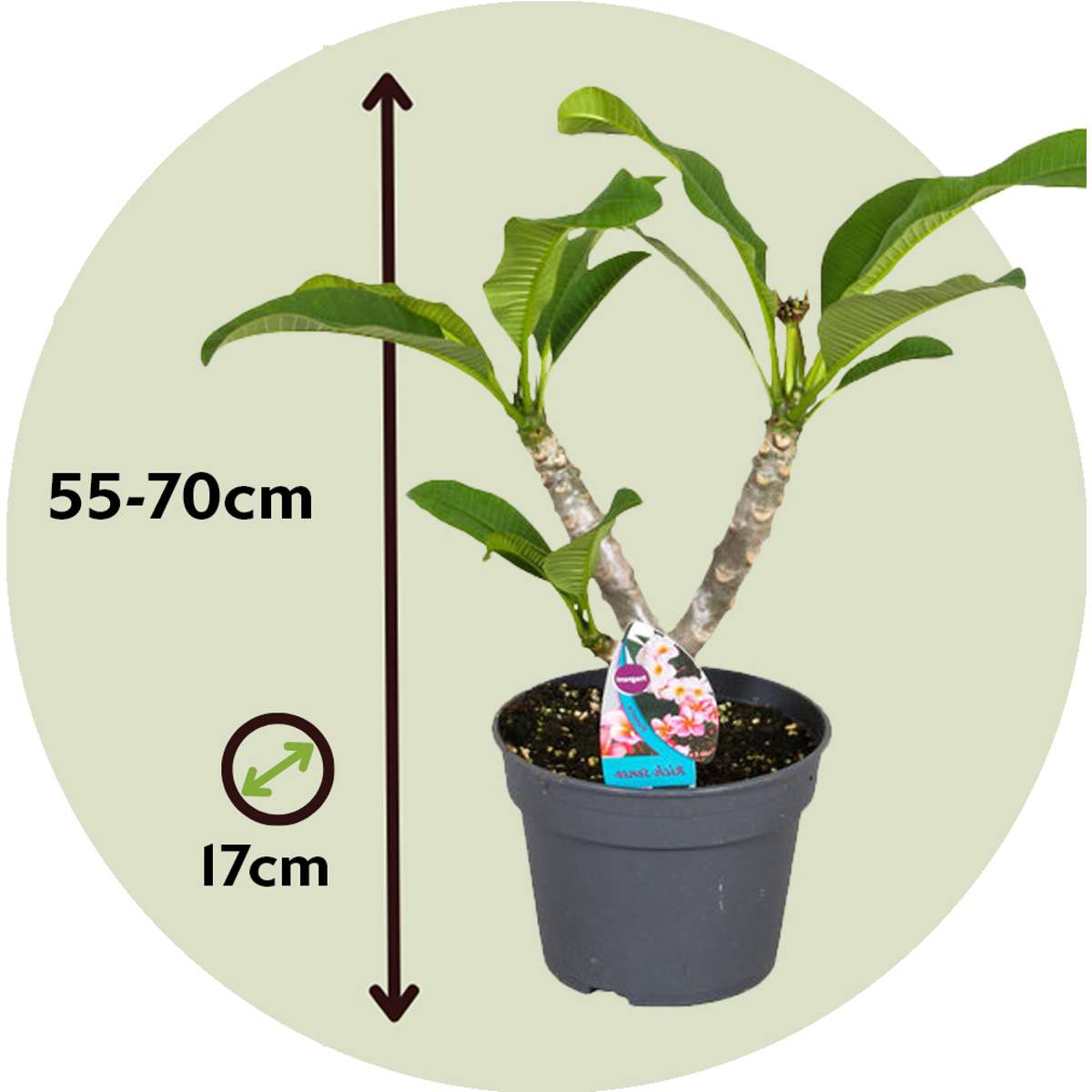 Frangipani - Plumeria rubra 'Pink' - Height 55-70cm - ⌀17cm