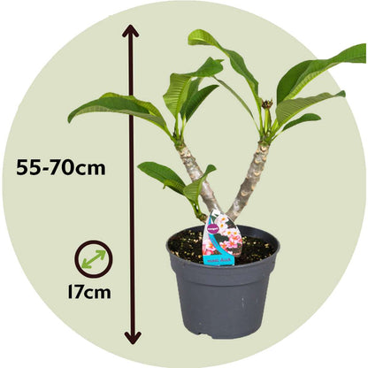 Frangipani - Plumeria rubra 'Pink' - Height 55-70cm - ⌀17cm