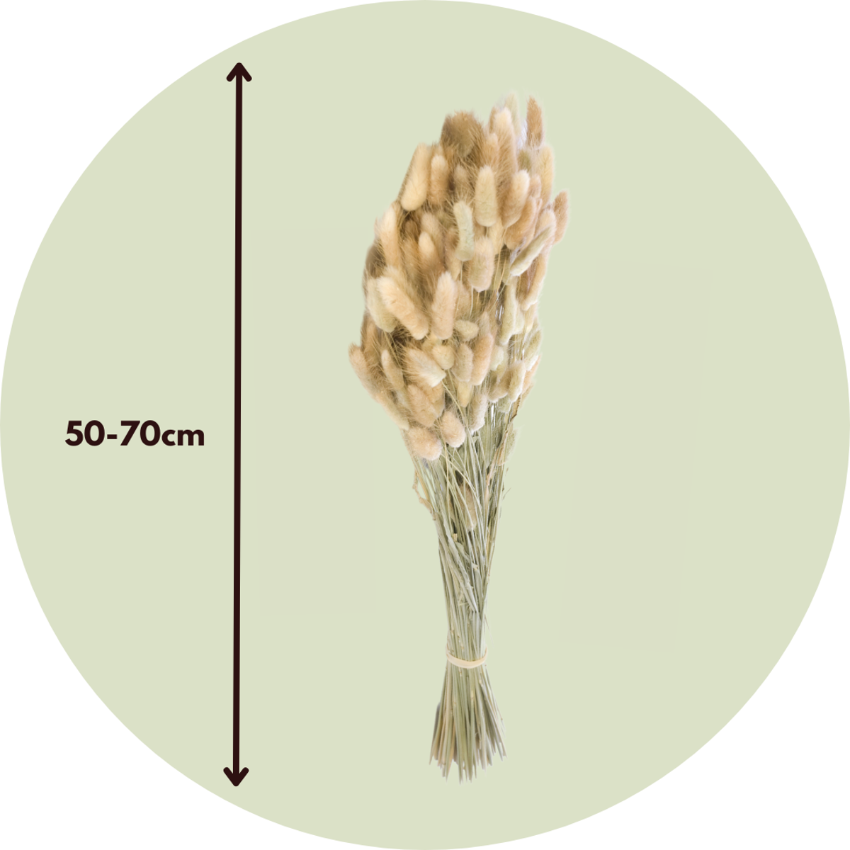 Dried flowers - Bouquet 'Lagurus Bunny Ears' - Dryflowers