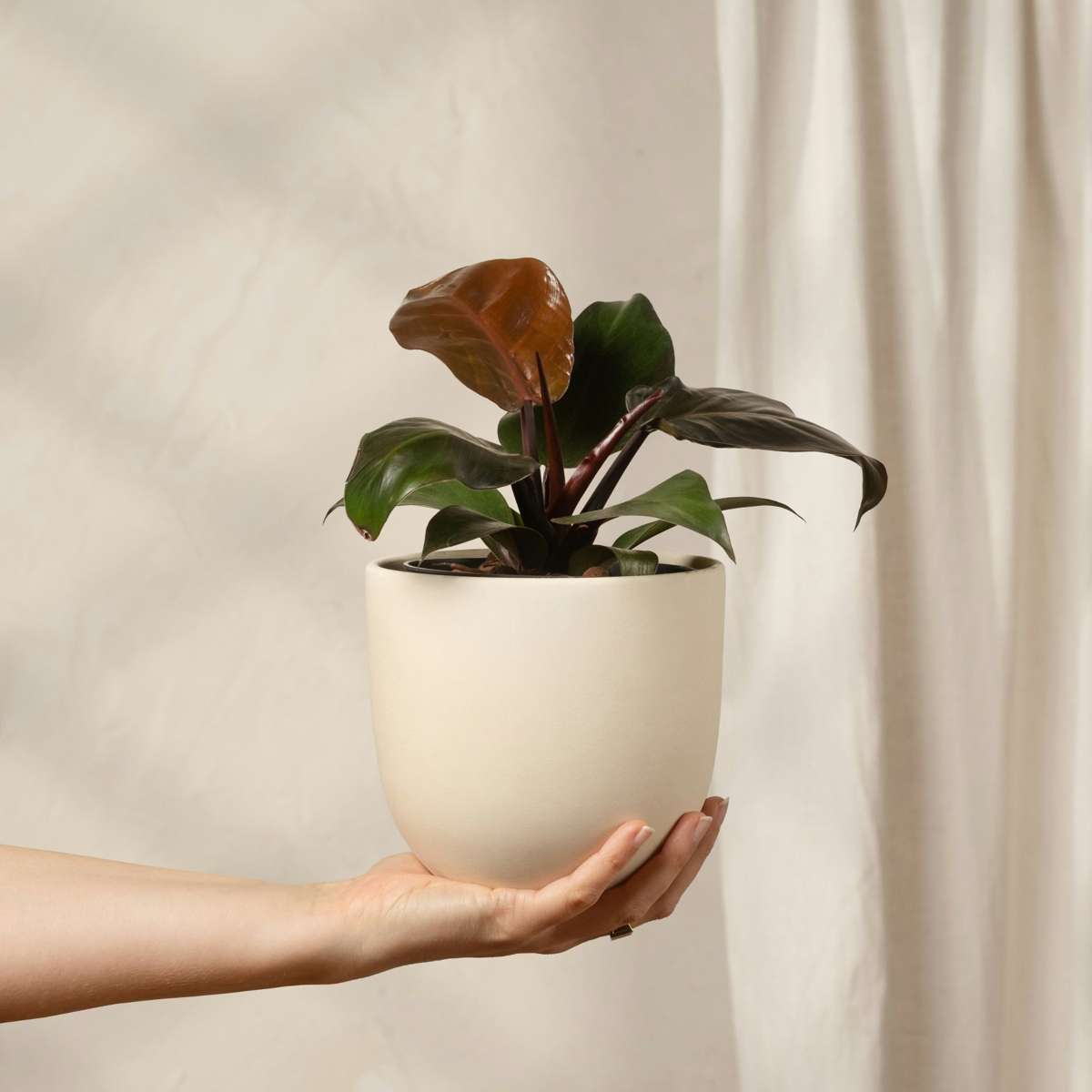 Sweetheart Plant - Philodendron 'Imperial Red' - Height 50cm - ⌀19cm