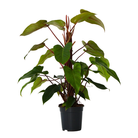 Sweetheart Plant - Philodendron 'Imperial Red' - Height 50cm - ⌀19cm