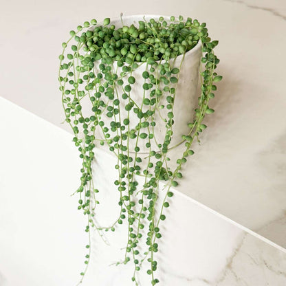 String of Pearls - Senecio rowleyanus - Height 10-20cm - ⌀12cm
