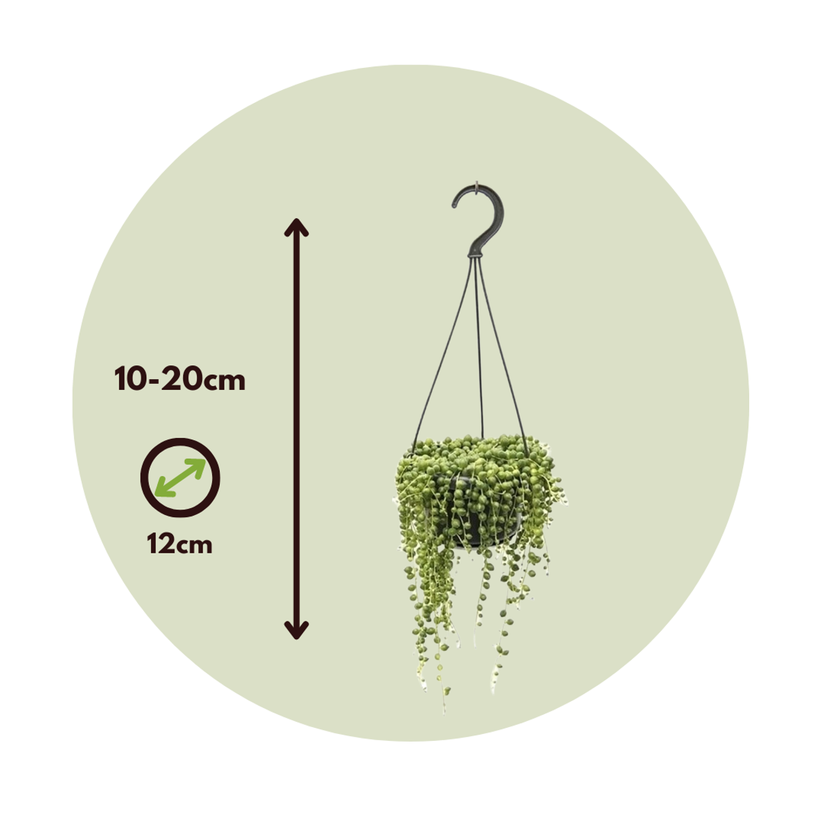 String of Pearls - 2 pcs. - Senecio rowleyanus - Height 10-20cm - ⌀12cm