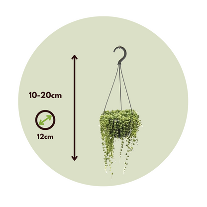 String of Pearls - 2 pcs. - Senecio rowleyanus - Height 10-20cm - ⌀12cm