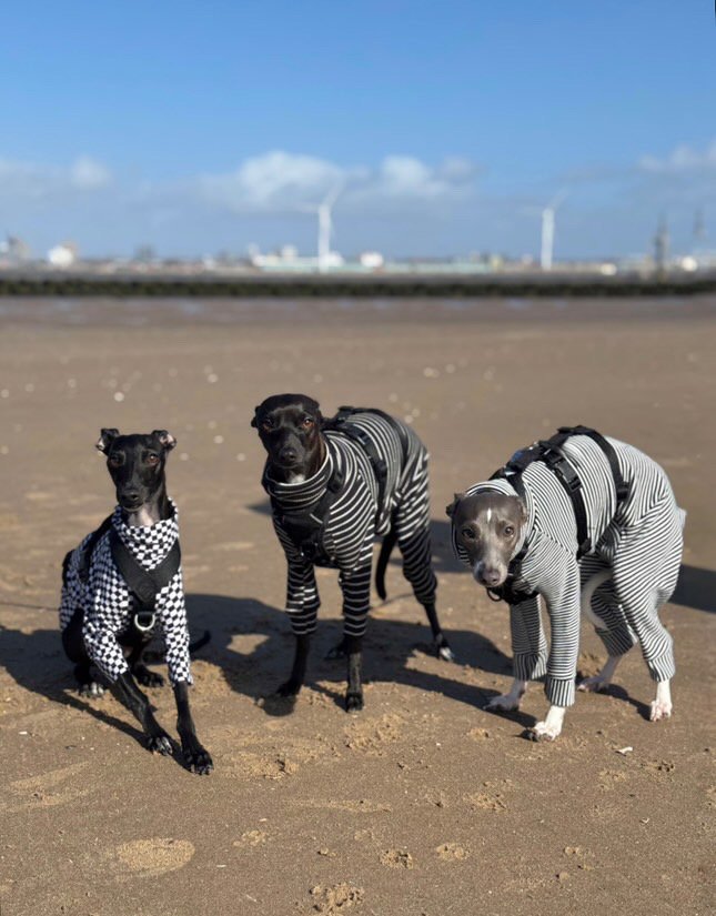 Jersey Suit - Purple Moths