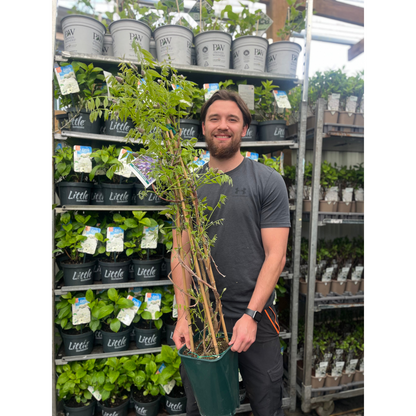 Wisteria sinensis 'Amethyst Falls' Pyramid 110cm 5L