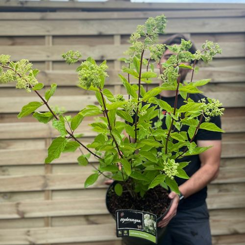 Buddleja Butterfly Candy 'Little Pink' 9cm/1L/2L/3L