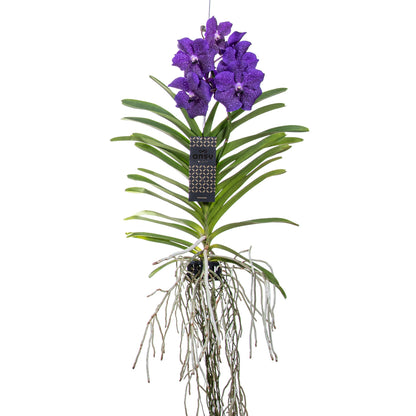 Vanda Orchid - Vanda 'Blue' - Height 55-65cm