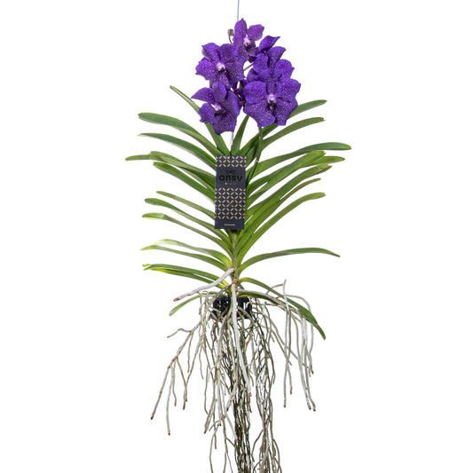 Vanda Orchid - Vanda 'Blue' - Height 55-65cm