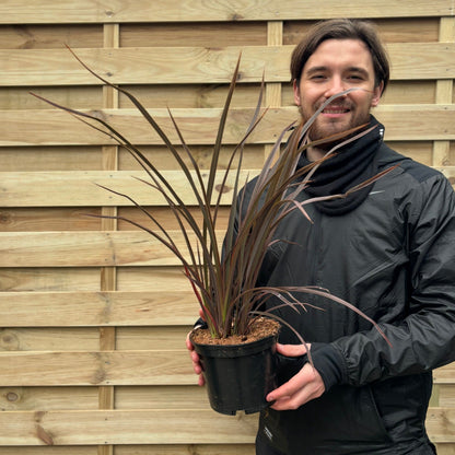 Phormium 'Bronze Baby' 9cm / 2L