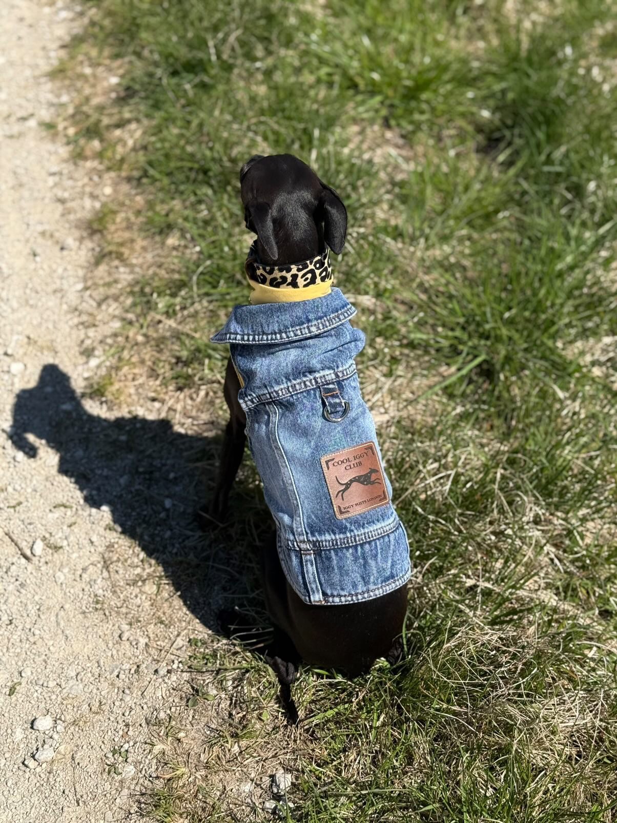 Denim Jacket - Cool Iggy Club