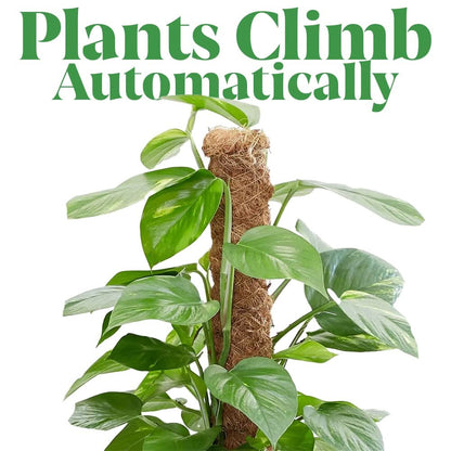 4pc Moss Coir Pole Plant Supports - Fibre Sticks with Spikes