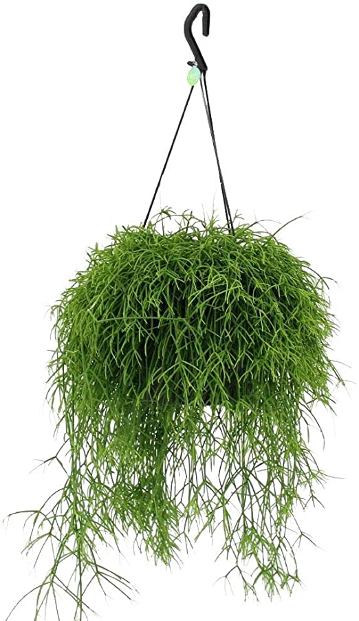 Rhipsalis Cassutha - Hanging