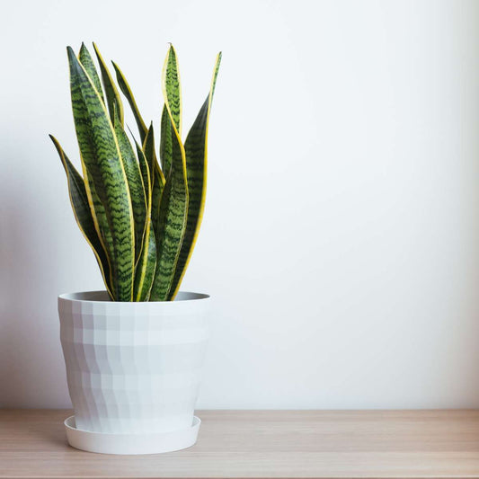Snake plant - Sansevieria trifasciata Laurentii - Height 65-75cm - ⌀21cm