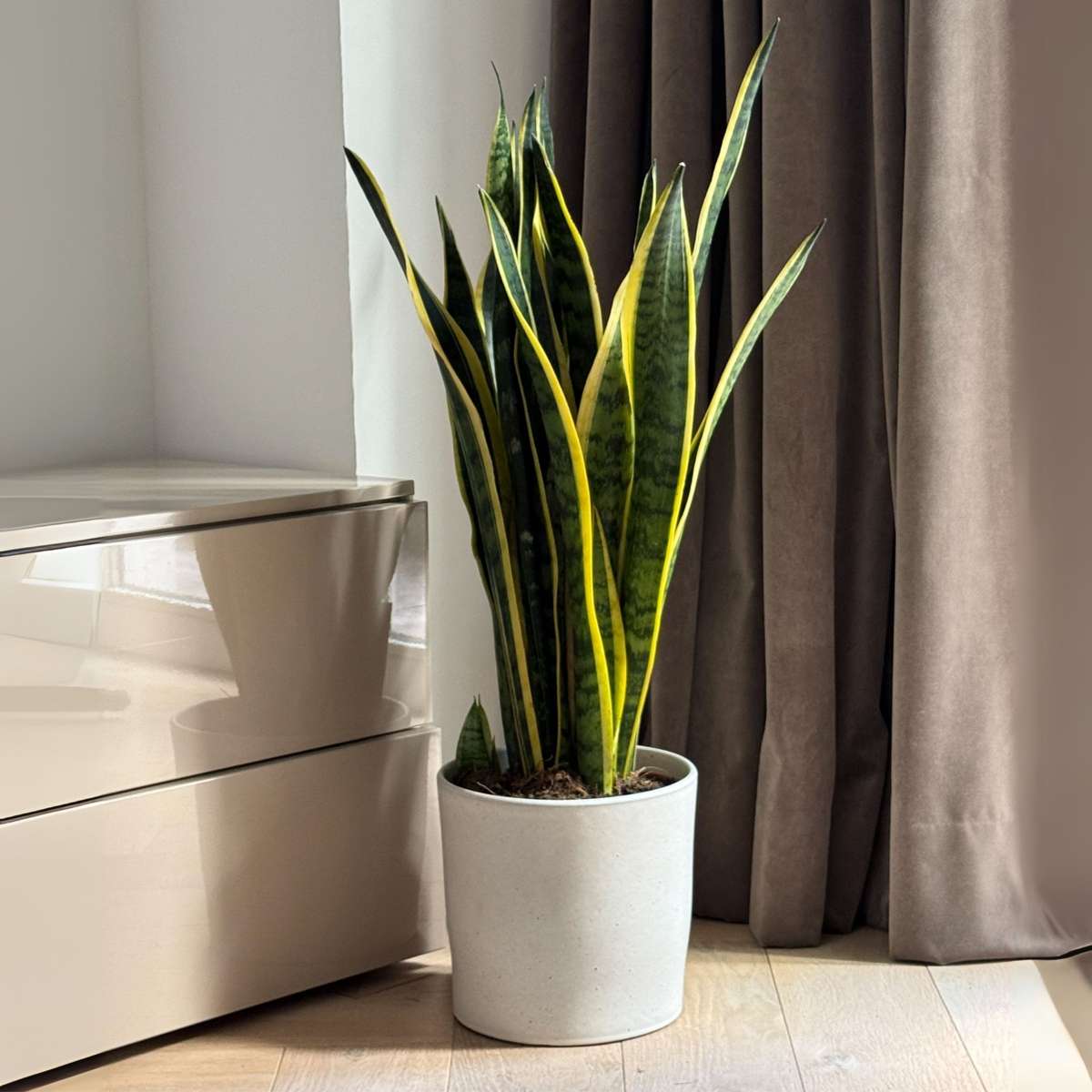 Snake plant - Sansevieria trifasciata Laurentii - Height 65-75cm - ⌀21cm