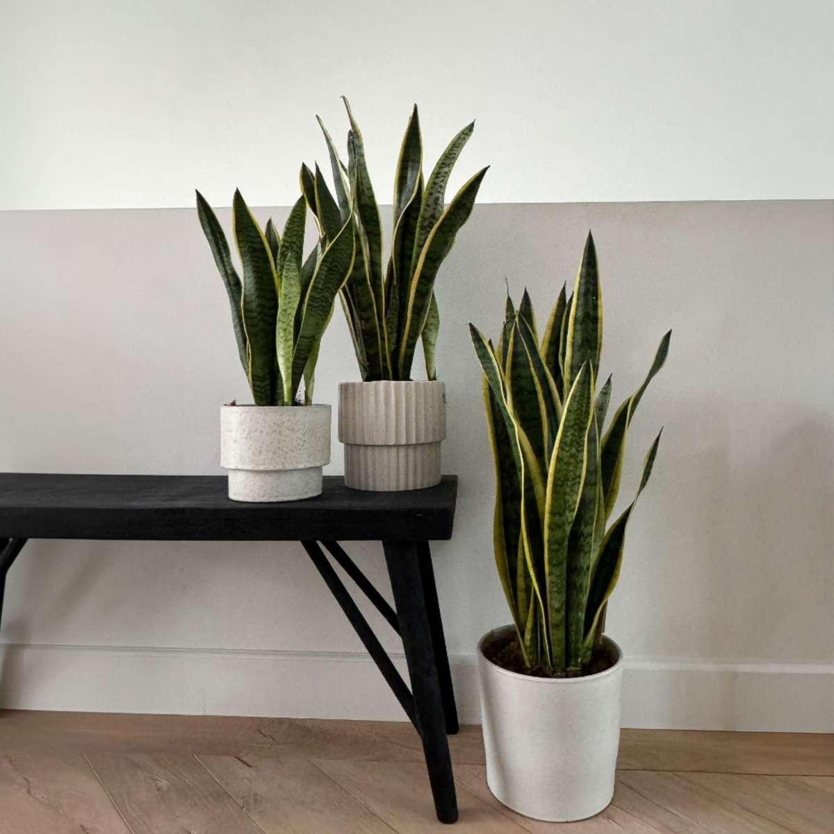 Snake plant - Sansevieria trifasciata Laurentii - Height 65-75cm - ⌀21cm