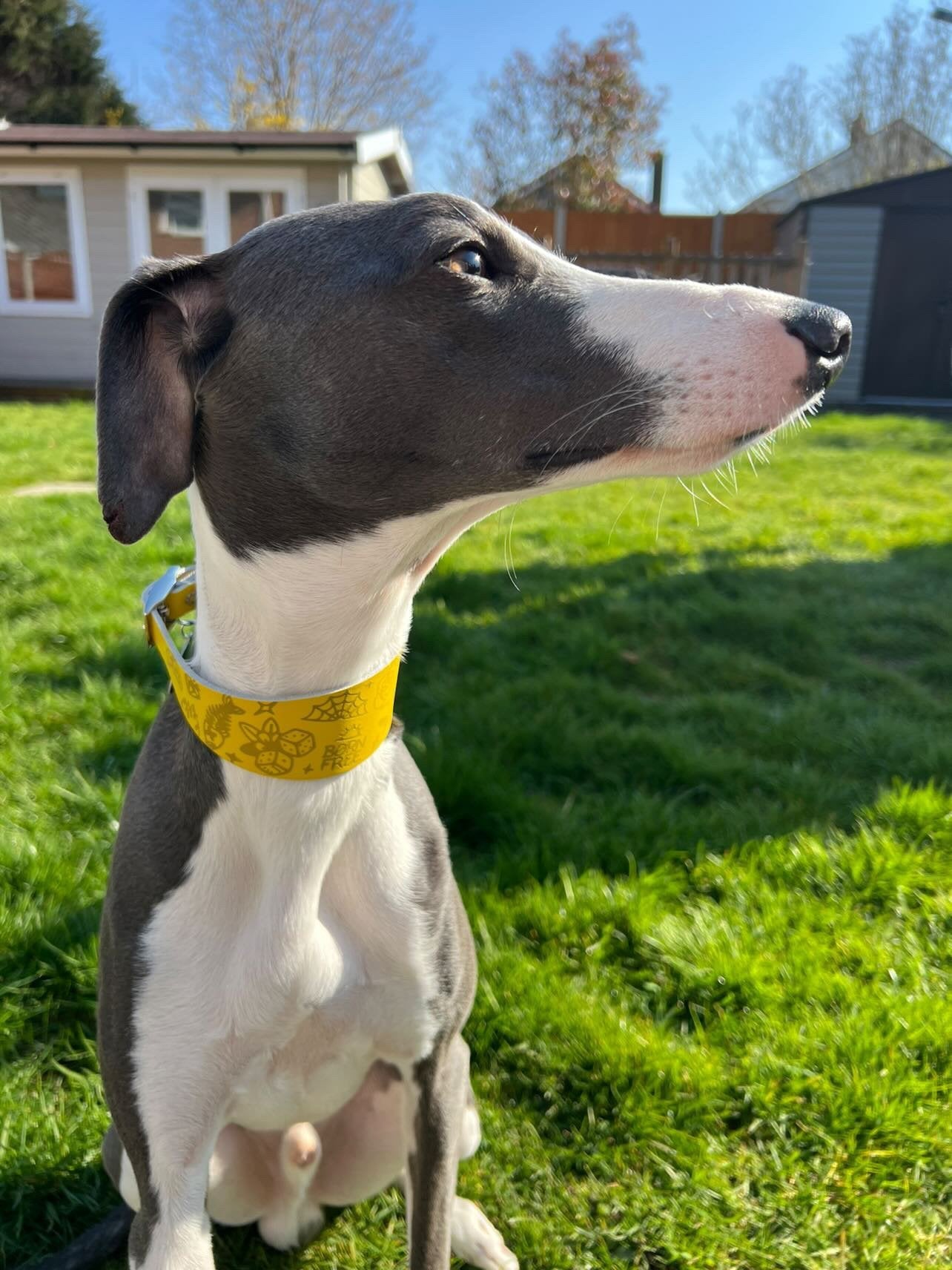 Leather Collar - Tattoo Flash