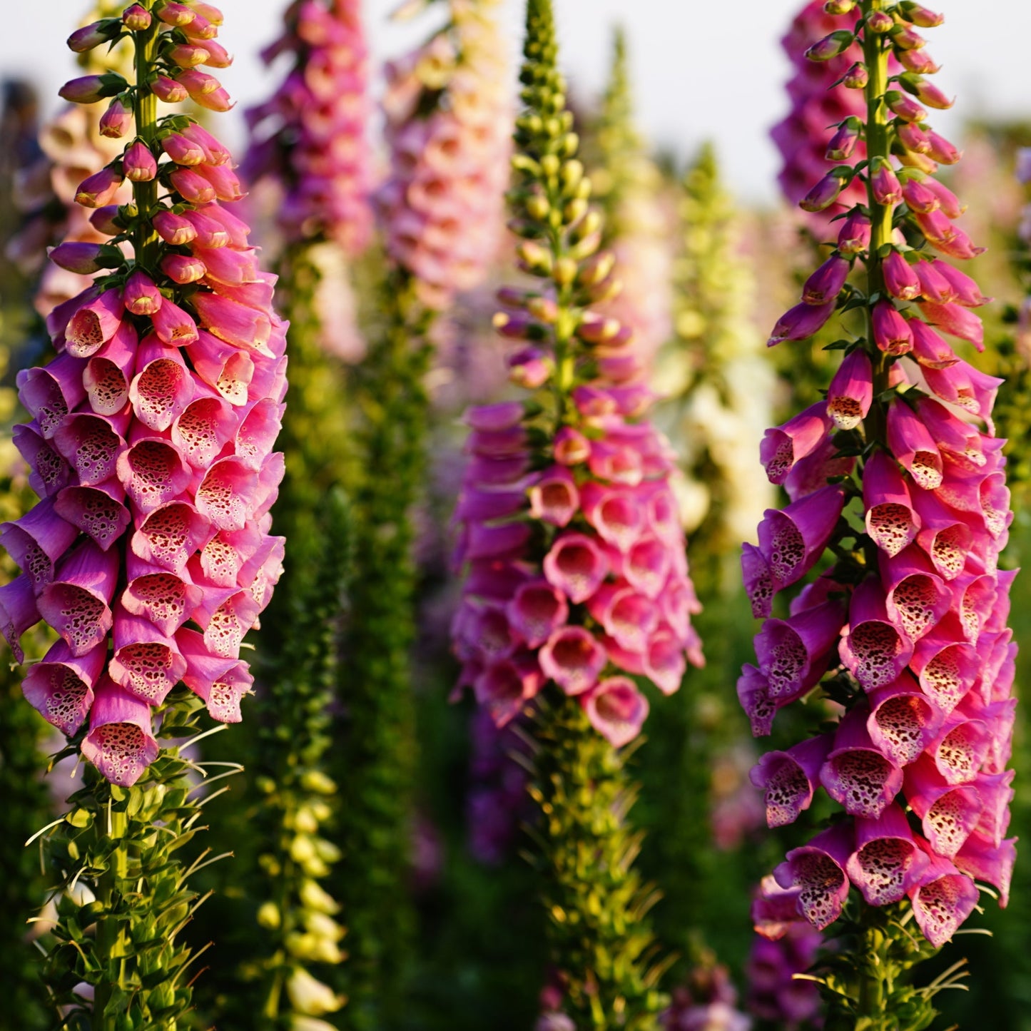 Digitalis purpurea Virtuoso Rose 9cm