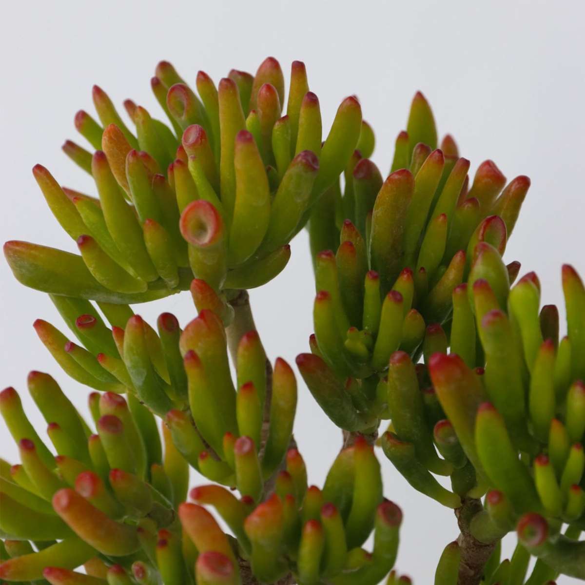 Jade plant - Set of 2 - Crassula ovata 'Hobbit' - Height 10-20cm - ⌀12cm