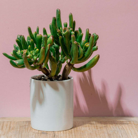 Jade plant - Crassula ovata 'Hobbit' - Height 45-50cm - ⌀23cm