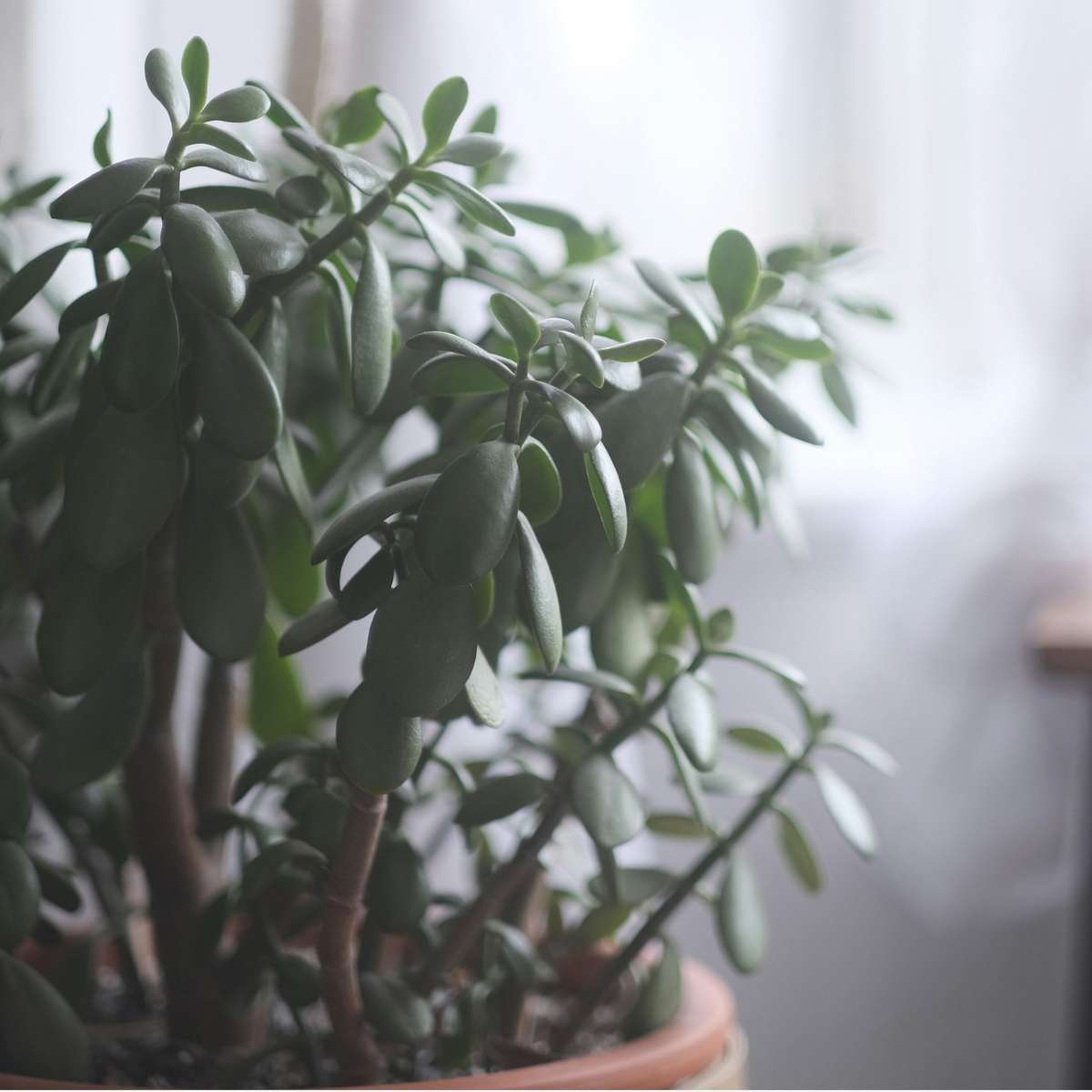 Jade plant - Crassula ovata 'Minor' - Height 30-35cm - ⌀17cm